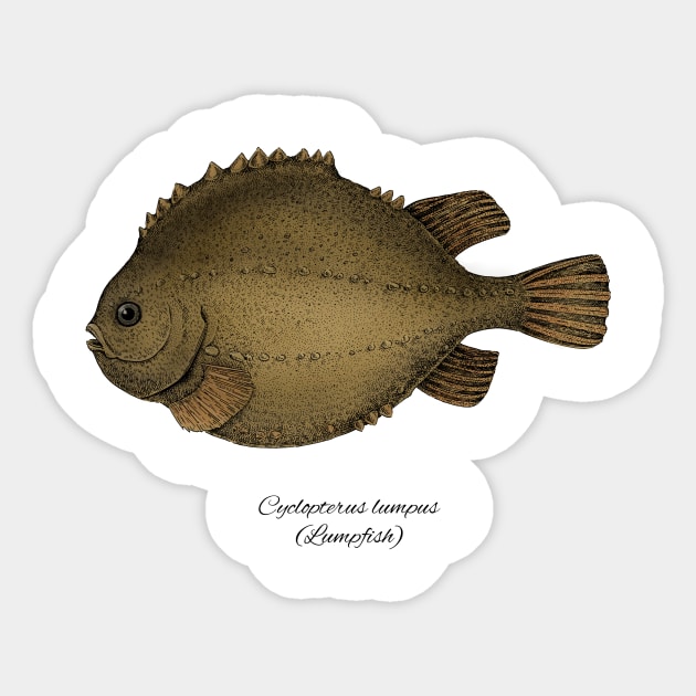 Cyclopterus lumpus Sticker by eugeniahauss